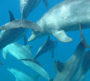 16 Delfine ganz nah