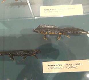 Naturkundemuseum