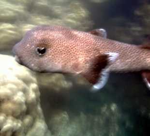 Niedlicher großer Fisch