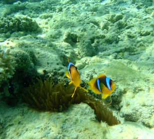 Hausriff vom Hotel Arabia Azur Beach Resort