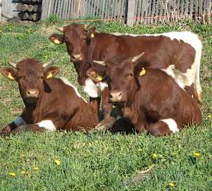 Wandern Dobbiaco / Toblach