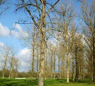 Die Bäume sind schon fast kahl