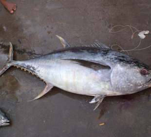 Bentota - Fischmarkt