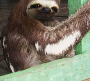 Fauliere sind hier auch Haustiere