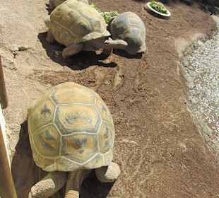 Schildkröten