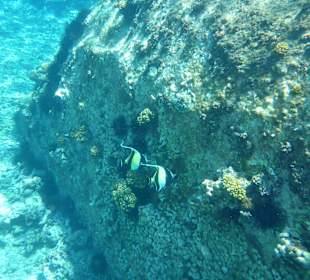Schnorchelausflug mit  Lone Wolf Charter