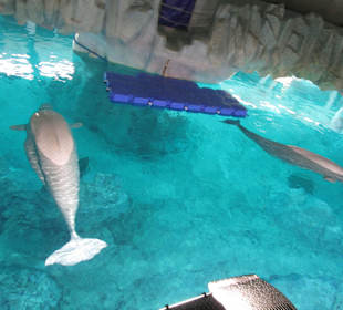 Aquarium / Oceanongrafic