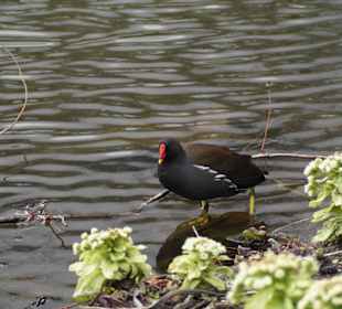 Anlage Planten un Blomen