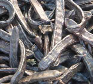 Bauernmarkt mit Johannisbrot-Schoten 