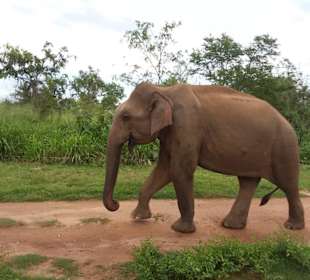 Elefantenreiten Sigiriya