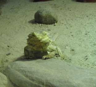 WildparkImpression September 2013