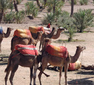 Wycieczka autobusem turystycznym po Marrakeszu