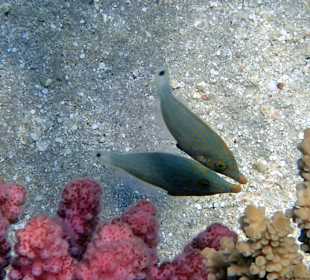 Schnorcheln Hurghada