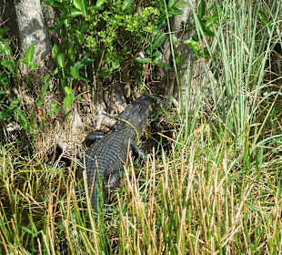 Alligator in den Everglades