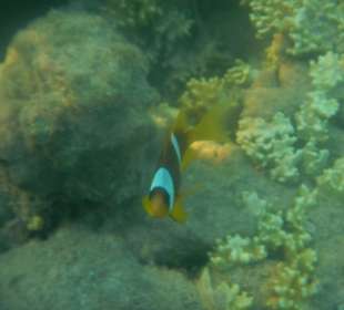 Rybki w morzu przy plaży