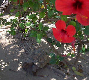 Marineland Mallorca Schildkröte