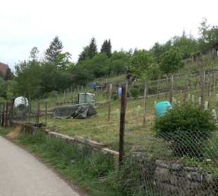 Naturinfopfad Weggental