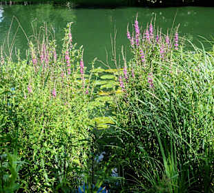 Seeufer im Waller Park