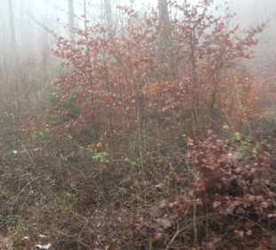 Auernheimer Krippenweg