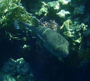 Ein gepunkteter Igelfisch