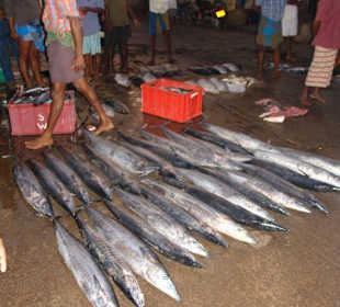 Рыбный рынок в порту берувела