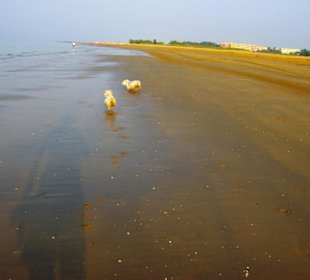 Der Hundestrand dei Pini