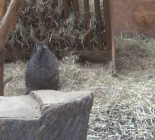 Südamerikabereich - Parmakängeru