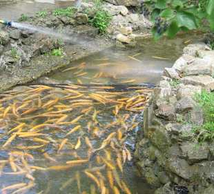 Кастальская купель