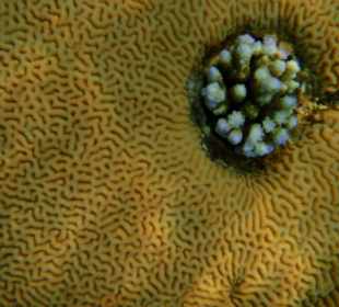 Šnorchlování na domovském útesu