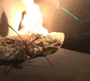 HöhlenSchauLand Hürben