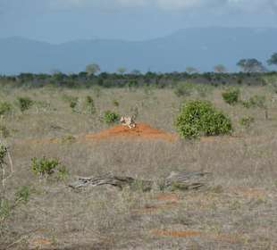 Ein Cheetah kommt meistens allein