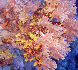 Nurkowanie w Sharm el Sheikh - podwodne życie