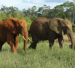 Elefanten mit verschiedenem Make up