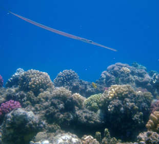 Beim Schnorcheln - blau gefleckte Cornetfisch