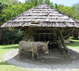 Zuckerrohrmühle und Maulesel