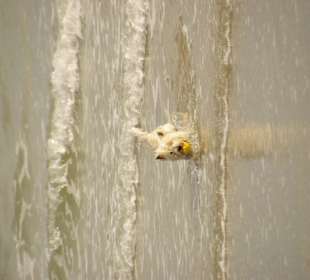 Ab ins Meer Hundestrand