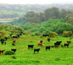 Stiere in Dehesa, ©B. Hohler