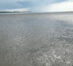 Fahrt mit der Pferdekutsche zur Insel Neuwerk