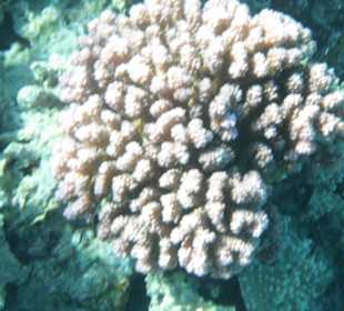 Wunderschöne Unterwasserwelt