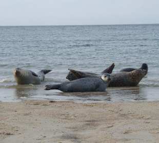 Tuleni na ostrově Duna