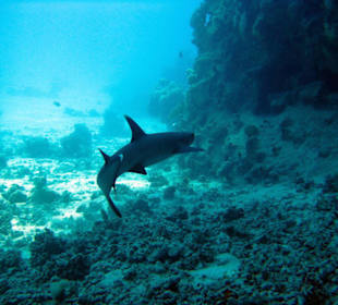 Whitetip beim Schnorcheln