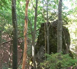Sternberg