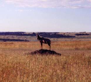 Beobachter: wo ist denn der Löwe?