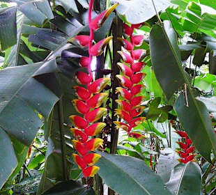 Kinabalu Nationalpark