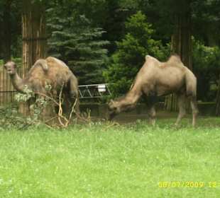 Zwierzaki z krakowskiego Zoo.