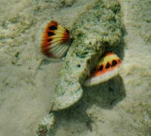 Steinfisch beim Schwimmen