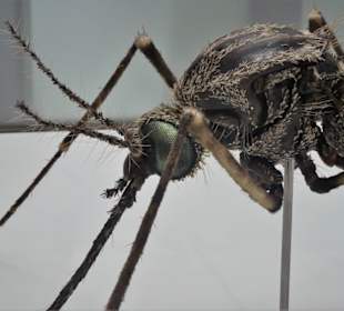 Stechmückenmodell im Zoologischen Museum