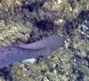 Hotel Lahami Bay Riesen Muräne 