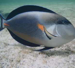 Sohal-Doktorfisch Südriff