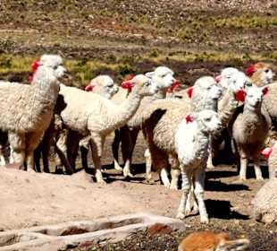 Pampa Cañahuas